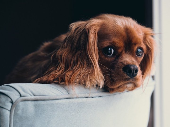 Грумінг салон: сучасний підхід до догляду за домашніми улюбленцями