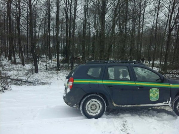 На Волині спіймали лісових злодіїв