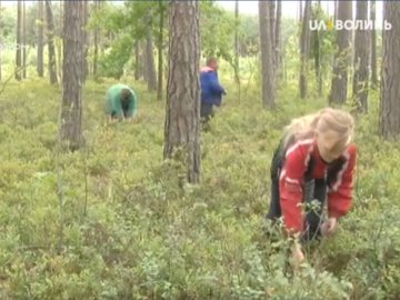 Чорничний бізнес на Волині: скільки можна заробити за сезон. ВІДЕО