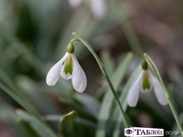 Весна на носі: у Луцьку розквітли перші підсніжники. ФОТО