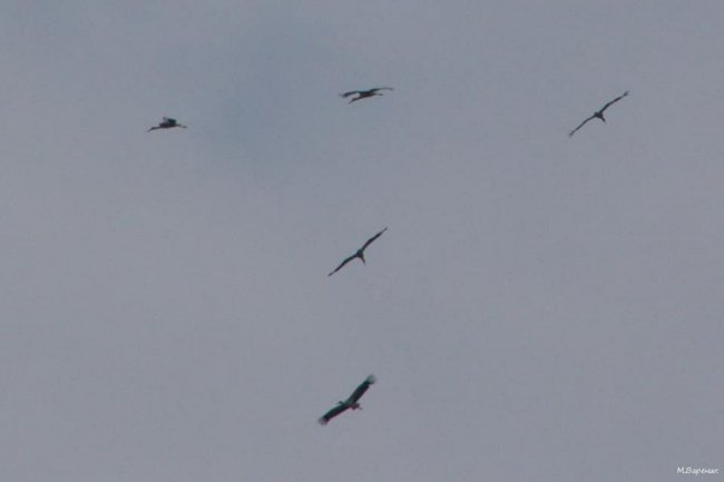 Весна прийшла: на Волинь повертаються лелеки. ФОТО