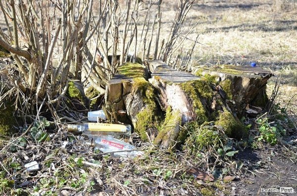 У луцькому парку зноситимуть дерева