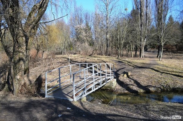 У луцькому парку зноситимуть дерева