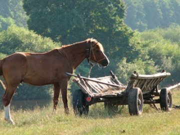На Львівщині вбили міліціонера прив'язавши до коней, які протягли його 13 кілометрів
