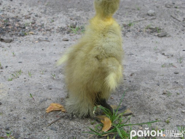 На Волині народилося рідкісне каченя-мутант