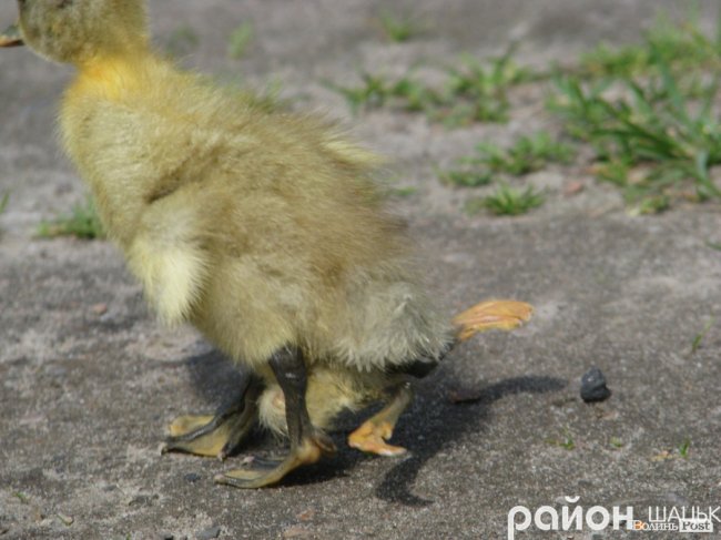 На Волині народилося рідкісне каченя-мутант