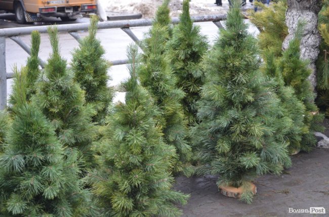 Від і до: за скільки у Луцьку можна купити новорічне деревце. ФОТО