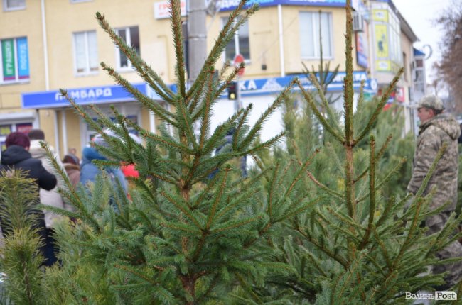 Від і до: за скільки у Луцьку можна купити новорічне деревце. ФОТО