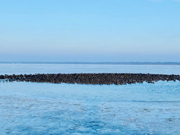 Екологи врятували 1000 птахів, що замерзали посеред Світязю