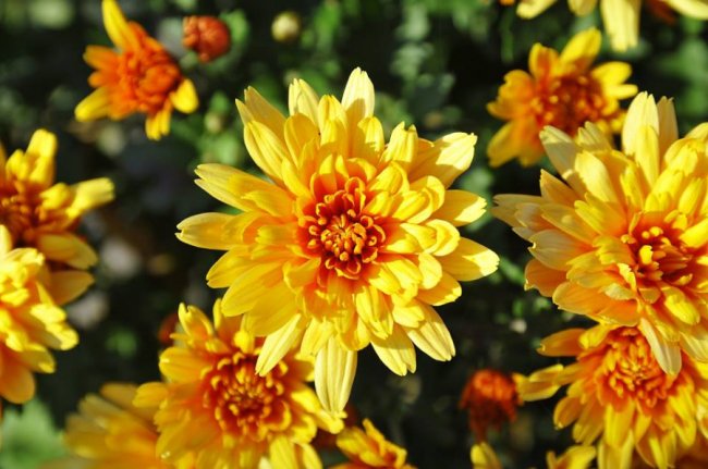 Опублікували неймовірні фото осінніх квітів у луцькому звіринці