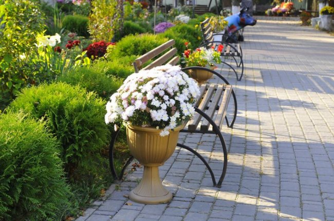 Опублікували неймовірні фото осінніх квітів у луцькому звіринці