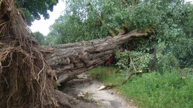 Повалені дерева, пошкоджений будинок і зупинка: у районі на Волині буревій наробив лиха. ФОТО