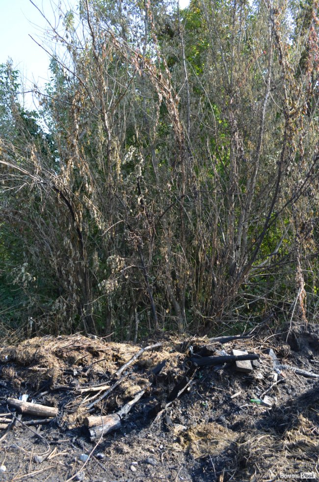 Дихати неможливо: лучани скаржаться на сміття та паліїв у центральному парку