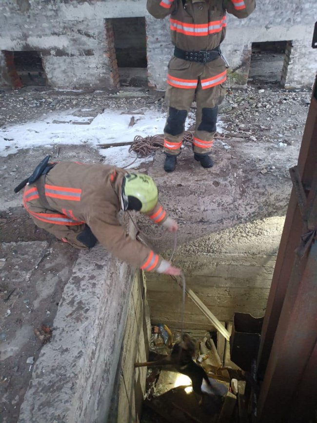 Волинські ДСНСники врятували собаку, який впав у яму на закинутому заводі