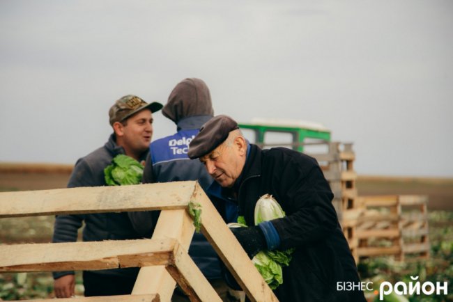 Як на Волині роблять бізнес на пекінській капусті