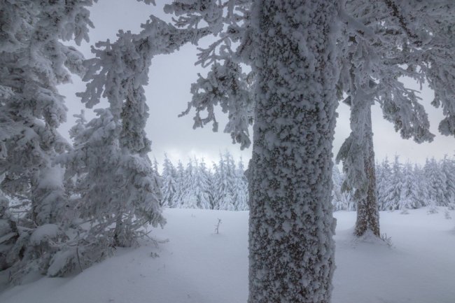 Луцький фотограф поділився світлинами засніжених Карпат