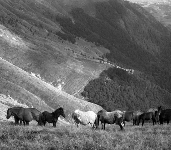 Фотовиставка Тараса Цибуха