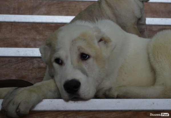 У Луцьку ‒ виставка собак. ФОТО