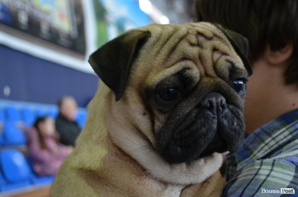 У Луцьку ‒ виставка собак. ФОТО