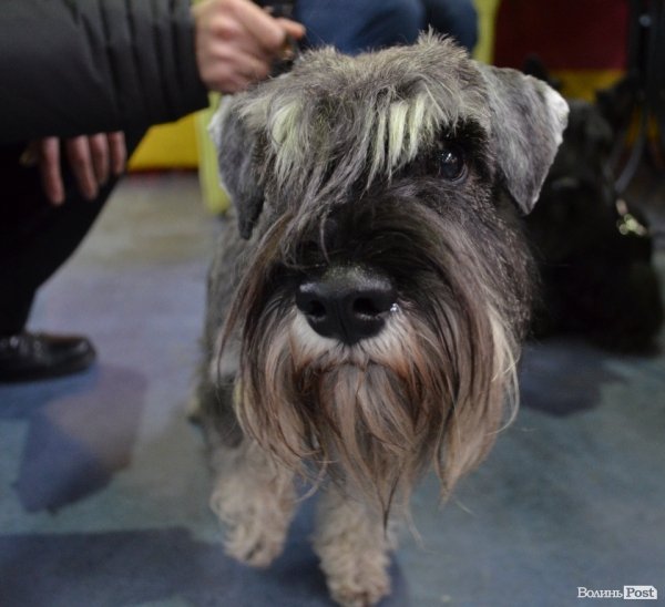 У Луцьку ‒ виставка собак. ФОТО
