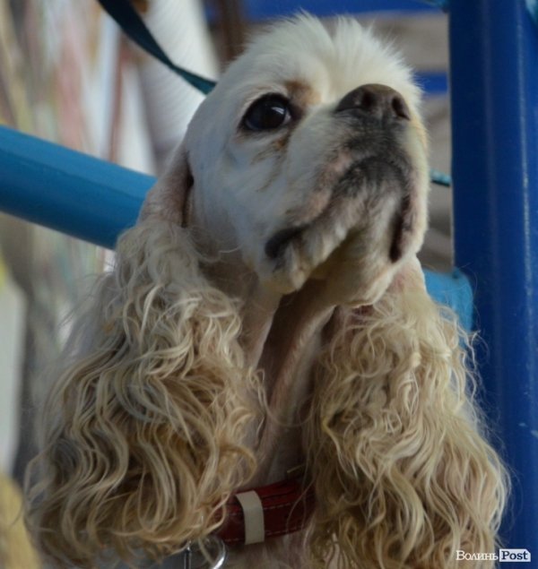 У Луцьку ‒ виставка собак. ФОТО