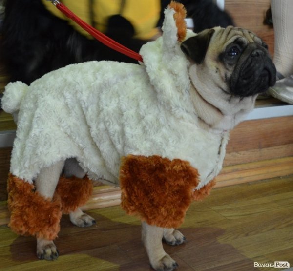 У Луцьку ‒ виставка собак. ФОТО
