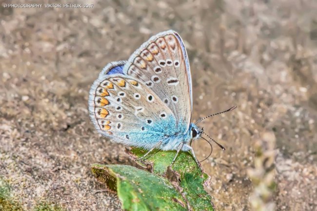 Останній день літа на світлинах луцького фотографа