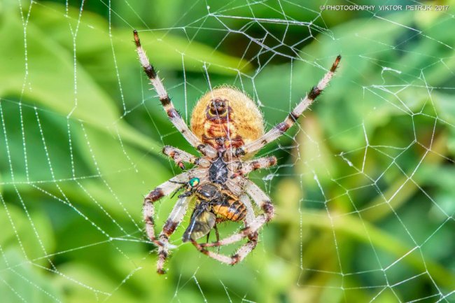 Останній день літа на світлинах луцького фотографа