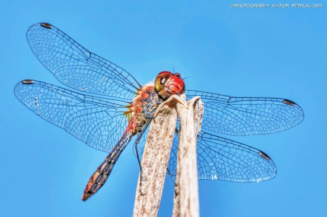 Останній день літа на світлинах луцького фотографа