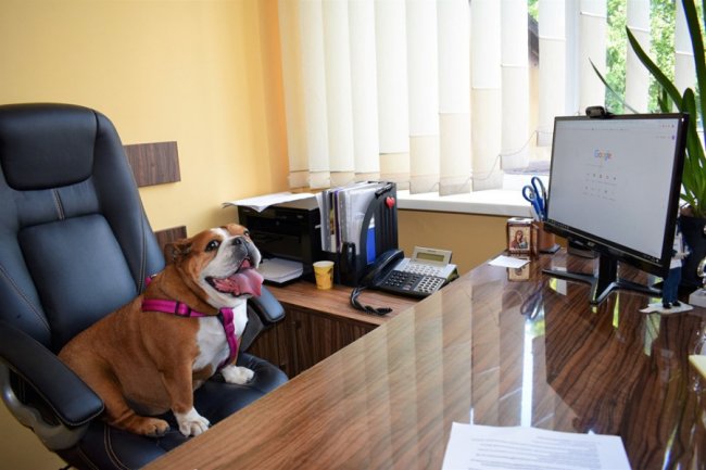 У луцький ЦНАП взяли на роботу собак. ФОТО