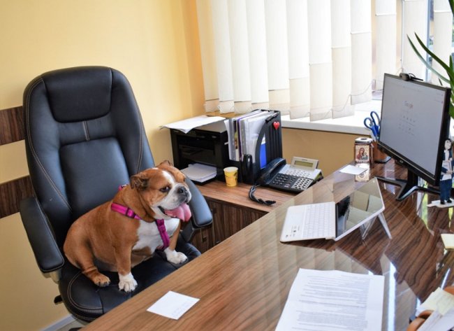 У луцький ЦНАП взяли на роботу собак. ФОТО