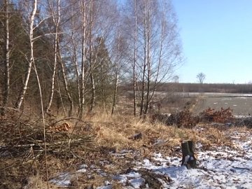 Нищать молодий ліс: скандал у селі на Волині. ВІДЕО