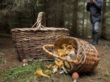 Неповнолітній волинянин пішов до лісу по гриби та заблукав