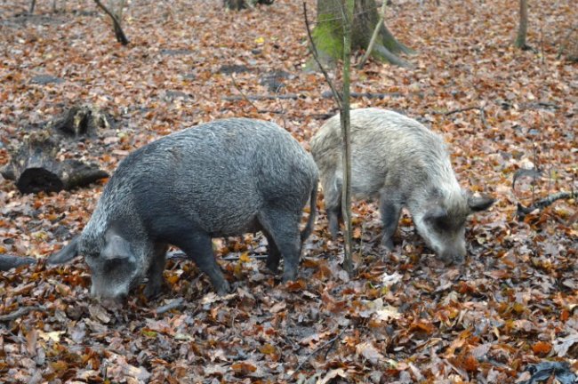 На Старовижівщині відновлюють популяцію диких кабанів
