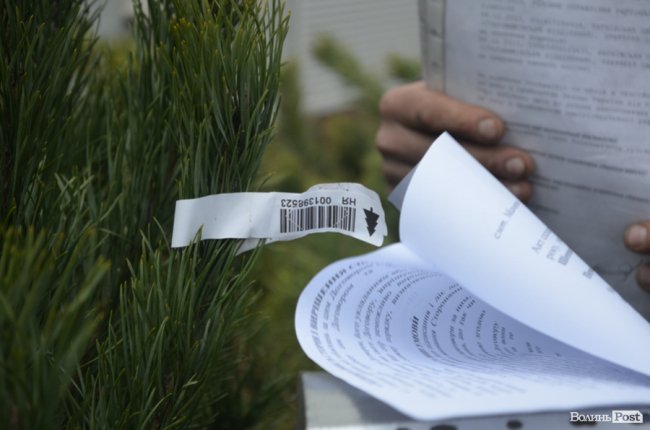 У Луцьку тривають рейди на ялинкових ринках. ПЕРШІ РЕЗУЛЬТАТИ