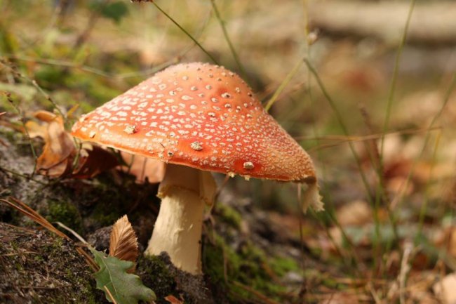 Волинський фотограф показав «впольовані» грибочки