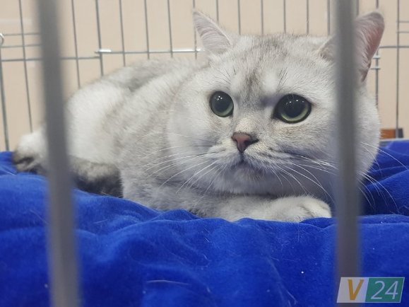 День народження ВолиньPost і резиденція Санта-Клауса. Добрі новини тижня