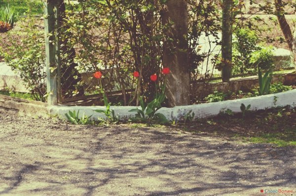 Луцькі тюльпани. ФОТО