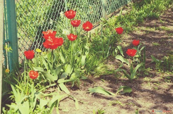 Луцькі тюльпани. ФОТО