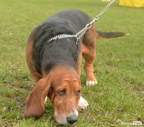 У Луцьку – виставка собак. ФОТО