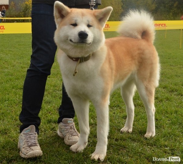 У Луцьку – виставка собак. ФОТО