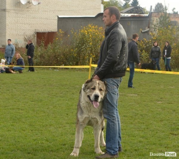 У Луцьку – виставка собак. ФОТО