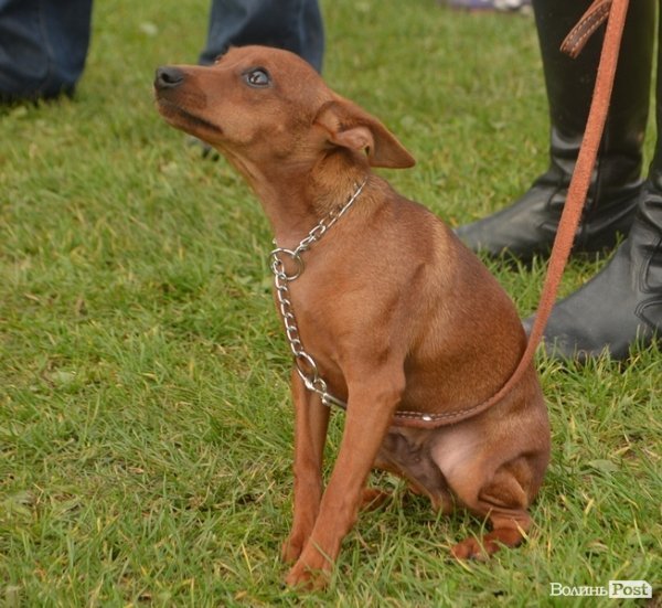 У Луцьку – виставка собак. ФОТО