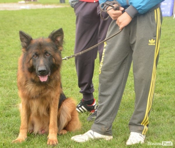 У Луцьку – виставка собак. ФОТО