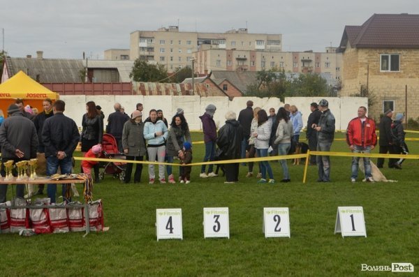 У Луцьку – виставка собак. ФОТО