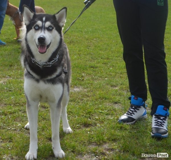 У Луцьку – виставка собак. ФОТО