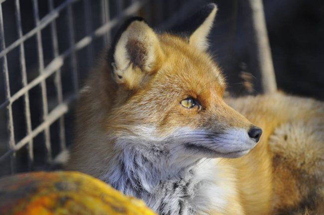 Мешканці Луцького зоопарку – в очікуванні зими. ФОТО