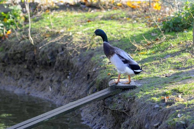Мешканці Луцького зоопарку – в очікуванні зими. ФОТО