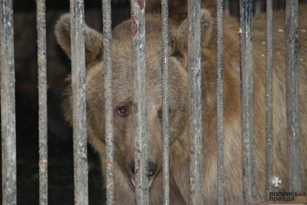 Як переживають спеку звірі в луцькому зоопарку. ФОТО