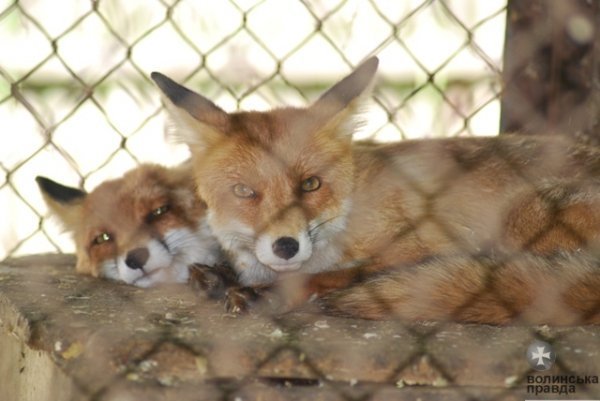 Як переживають спеку звірі в луцькому зоопарку. ФОТО